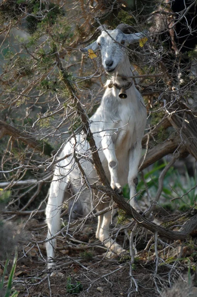 Goat in Bush