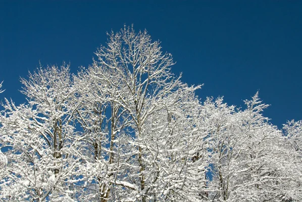 Bäume mit Schnee