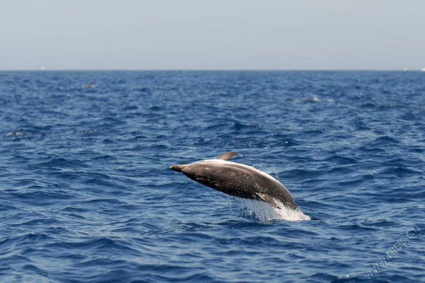 Striped Dolphin