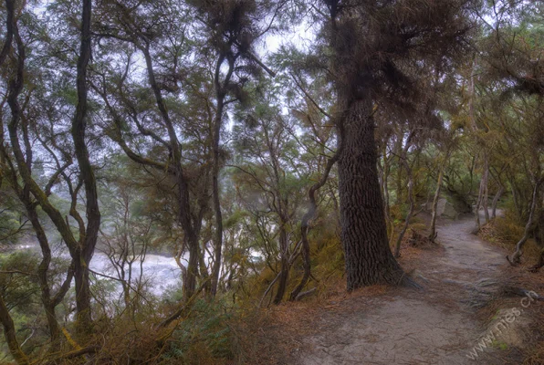 Forest trail