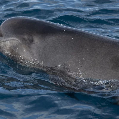 Young pilot whale