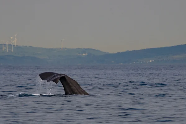 Sperm whale fluke