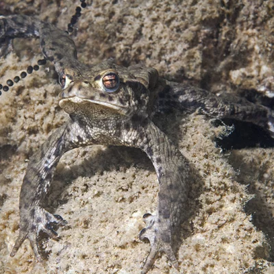 Toad with spawn