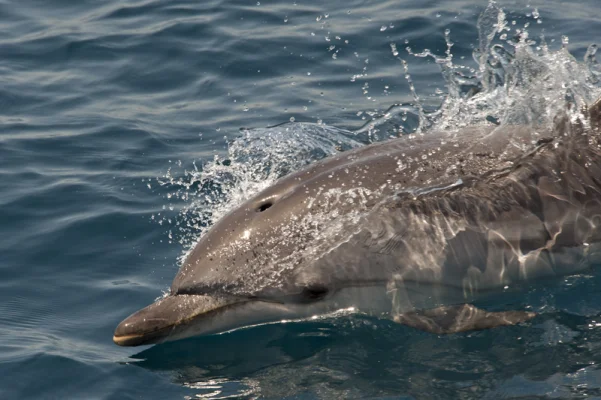 Striped Dolphin