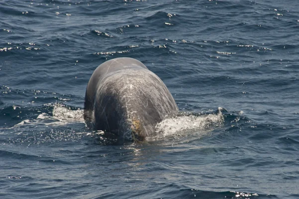 Sperm Whale