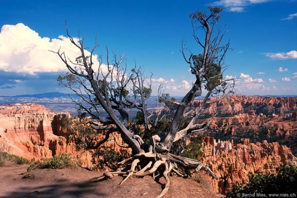 Bryce Canyon