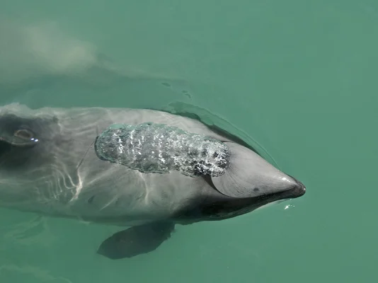 Hector's Dolphin