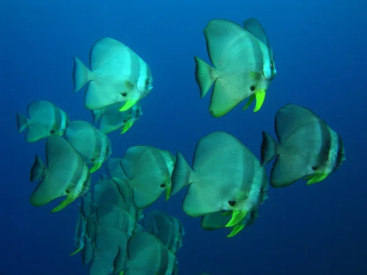 Fledermausfische) Eine Schule Fledermausfische vor tiefem Blau -- Nikon Coolpix 5400 mit Subtronic Mini Blitz, Tulamben, Bali, Indonesien, 27. März 2005