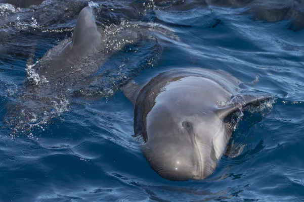 Pilot whale