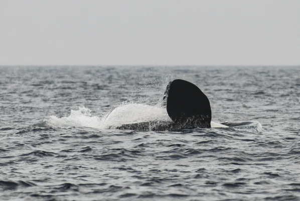 Orca doing a backstroke