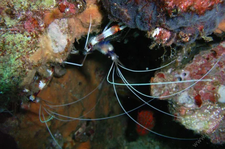 Cleaning Shrimps