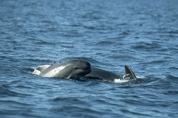 Baby pilot whale