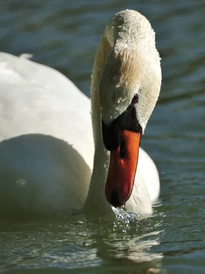 Schwan auf Futtersuche