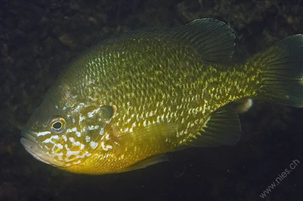 Pumpkinseed Sunfish