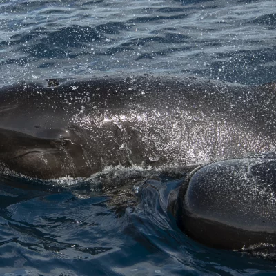 Two pilot whales with water drops