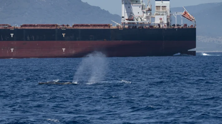 Fin whales