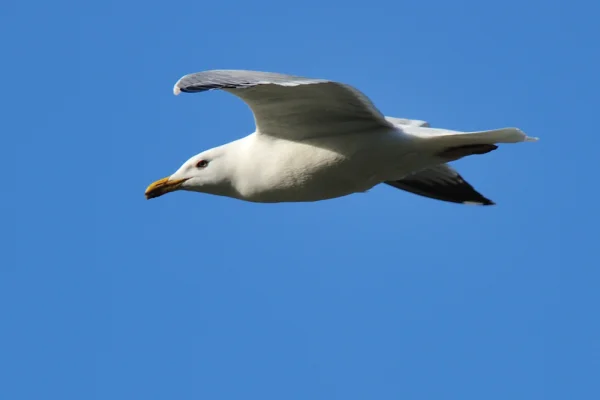 Möwe im Flug