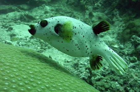 Pufferfish