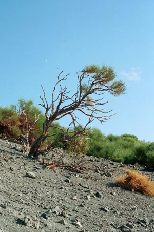 Bush on Ash Slope