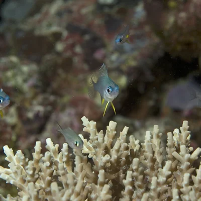 Korallenfischchen