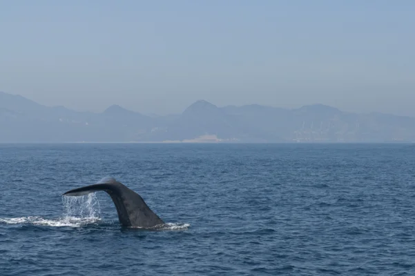 Sperm Whale