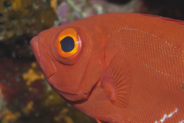 Soldier Fish