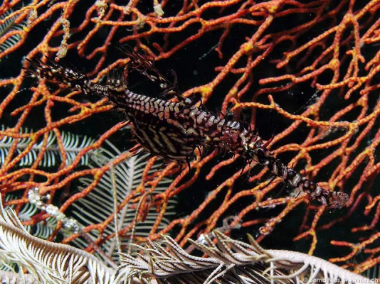 Harlequin Ghost Pipefish