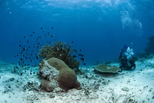 Bluespotted Stingray