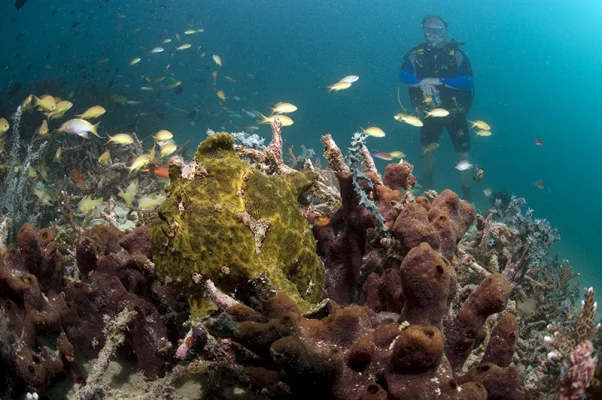 Frogfish