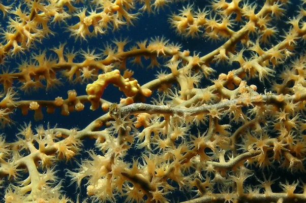 Pygmy seahorse