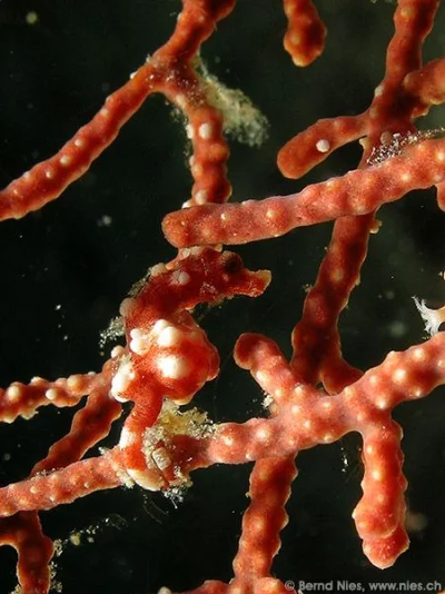 Pygmy Seahorse