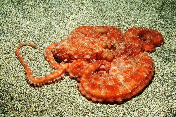 Octopus