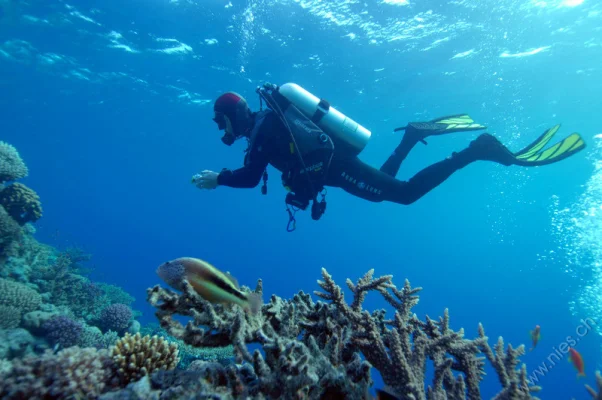 Coral perch with Stefan