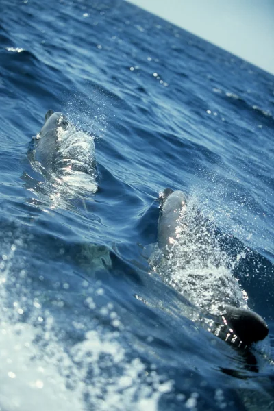 Bottlenose dolphins