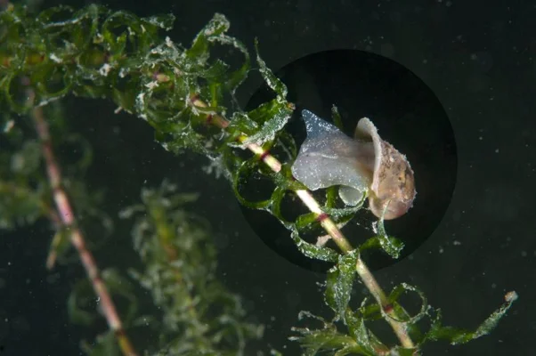 Schnecke vorher/nachher