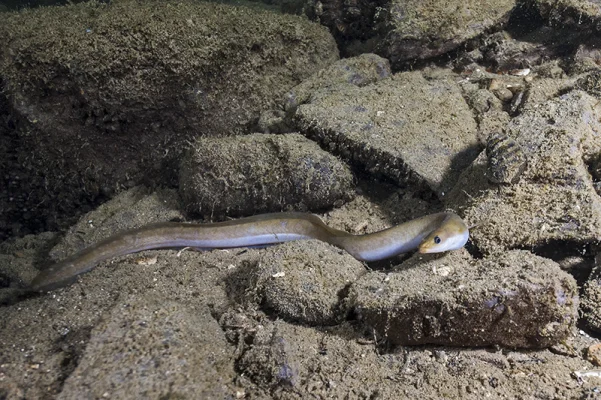 European eel