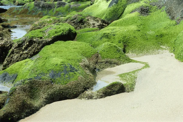 Mediterranean Wadden Sea