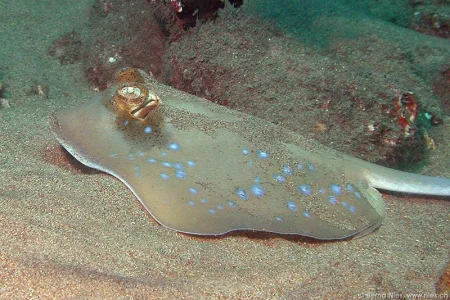 Bluespotted Stingray