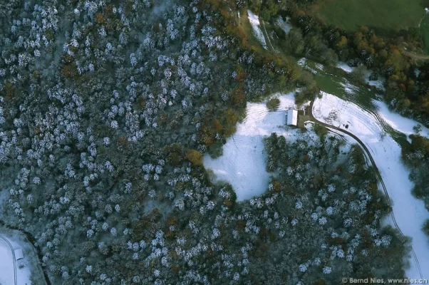 Forest with snow