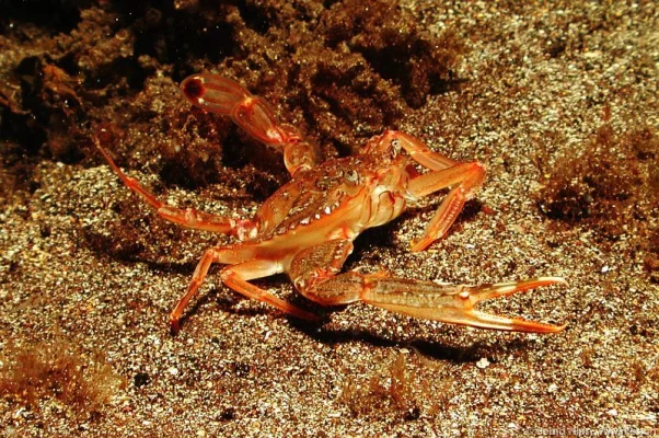 Swimming Crab