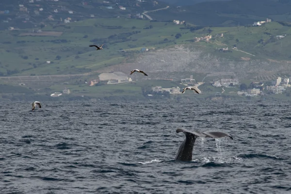 Diving sperm whale with gulls