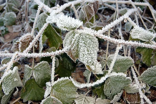 Ice crystals