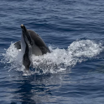 Common dolphin
