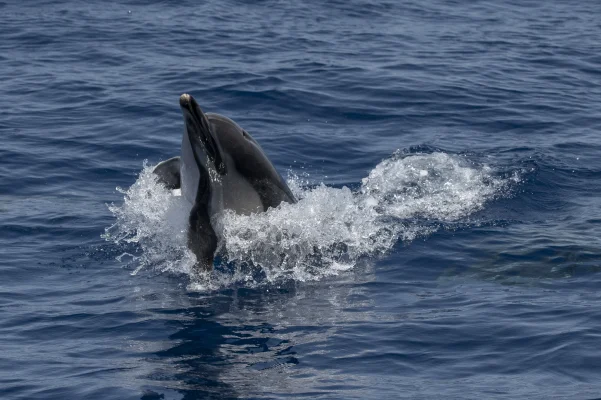 Common dolphin