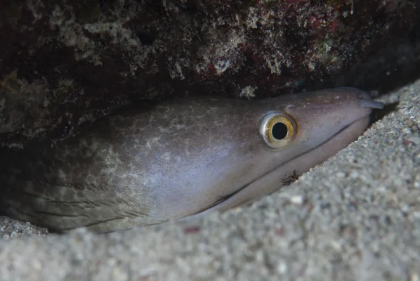 Moray eel