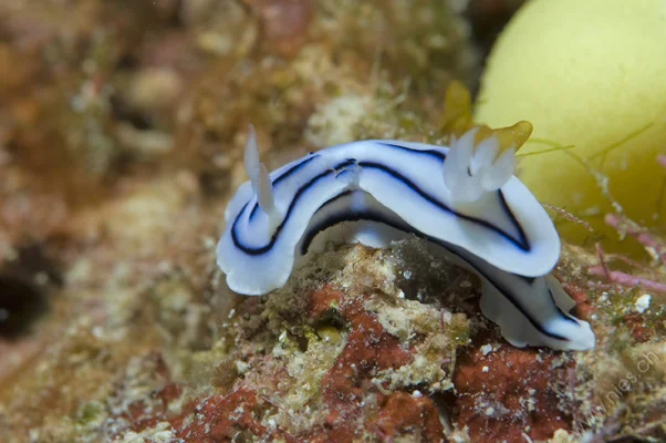 Nudibranch