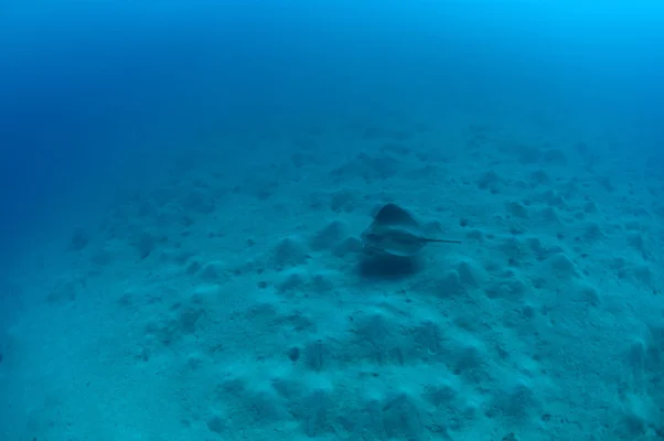 Stingray on Sand