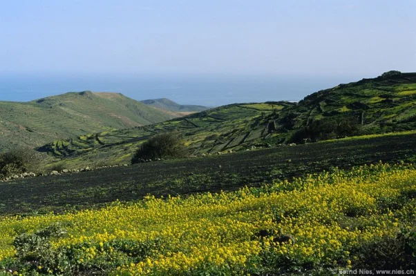 Risco de las Nieves