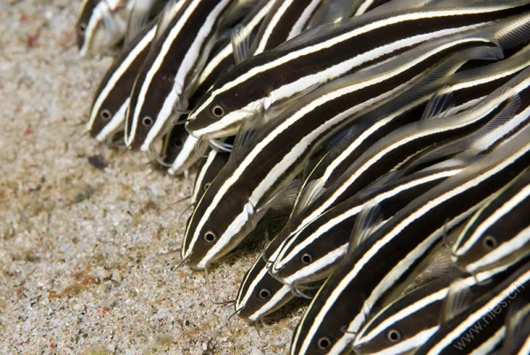 Swarm of Coral Catfish