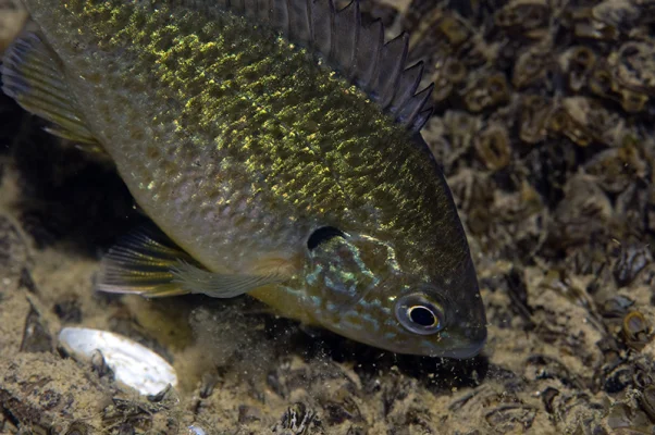 Pumpkinseed sunfish with mussels